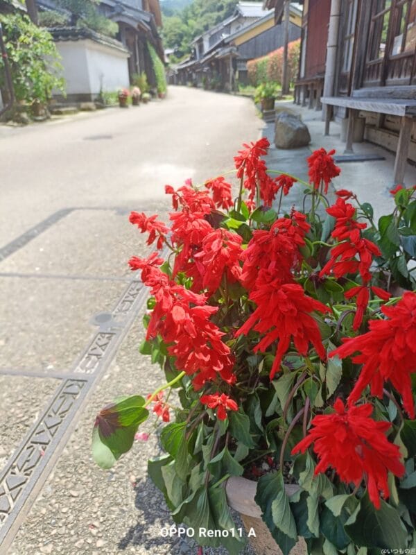 OPPO Reno11 A カメラ 
OPPO Reno11 AでHDR撮影した写真