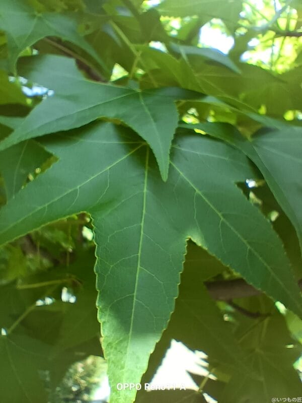 OPPO Reno11 A カメラ
OPPO Reno11 Aでマクロ撮影した写真