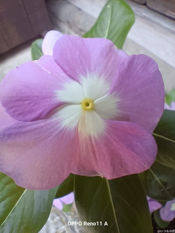 OPPO Reno11 A カメラ
OPPO Reno11 Aでマクロ撮影した写真