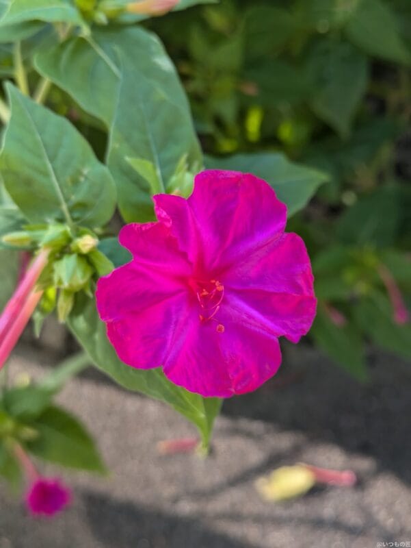 Google Pixel 8a カメラ
Google Pixel 8aでマクロ撮影した写真