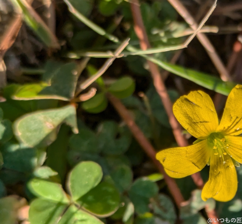 Google Pixel 8a カメラ
Google Pixel 8aでマクロ撮影した写真