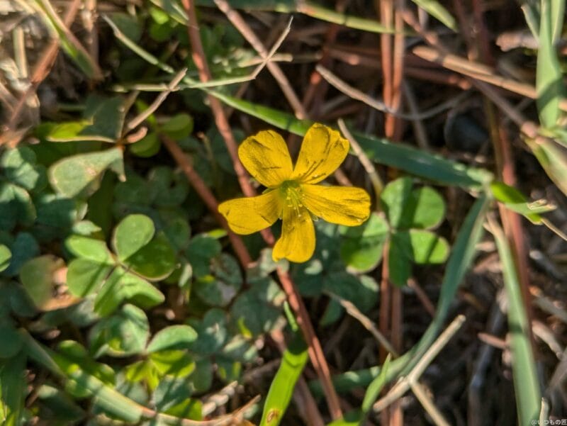 Google Pixel 8a カメラ
Google Pixel 8aでマクロ撮影した写真