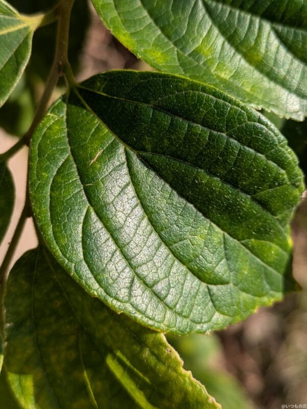 Google Pixel 8a カメラ
Google Pixel 8aでマクロ撮影した写真