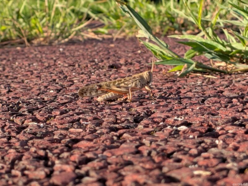 Google Pixel 9 Pro Fold カメラ
Google Pixel 9 Pro Fold で撮影した風景写真