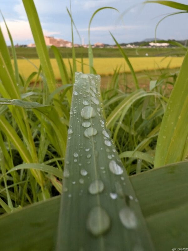 Google Pixel 9 Pro Fold カメラ
Google Pixel 9 Pro Fold でマクロ撮影した風景写真
