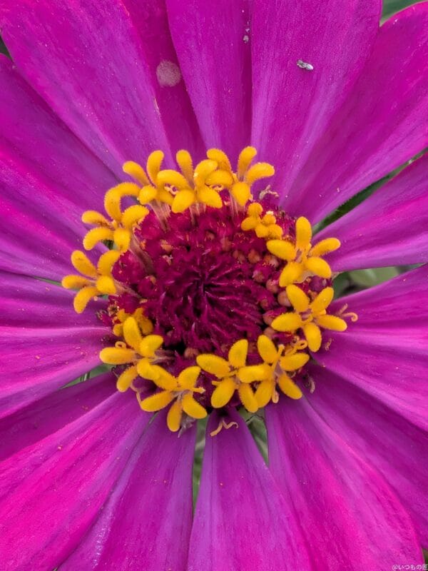 Google Pixel 9 Pro Fold カメラ
Google Pixel 9 Pro Fold でマクロ撮影した風景写真