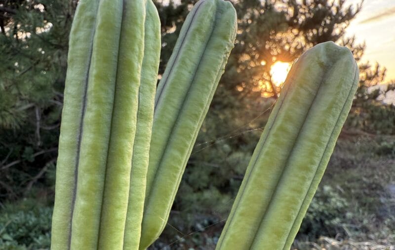 iPhone 16 Pro/16 Pro Max カメラ
iPhone 16 Pro Maxで撮影したポートレート写真