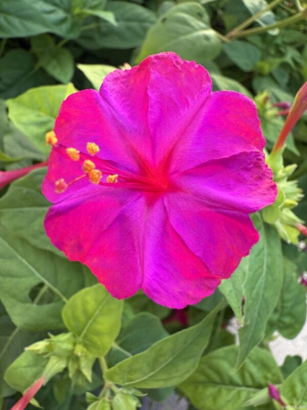 iPhone 16 Pro/16 Pro Max カメラ
iPhone 16 Pro Maxで撮影したマクロ写真