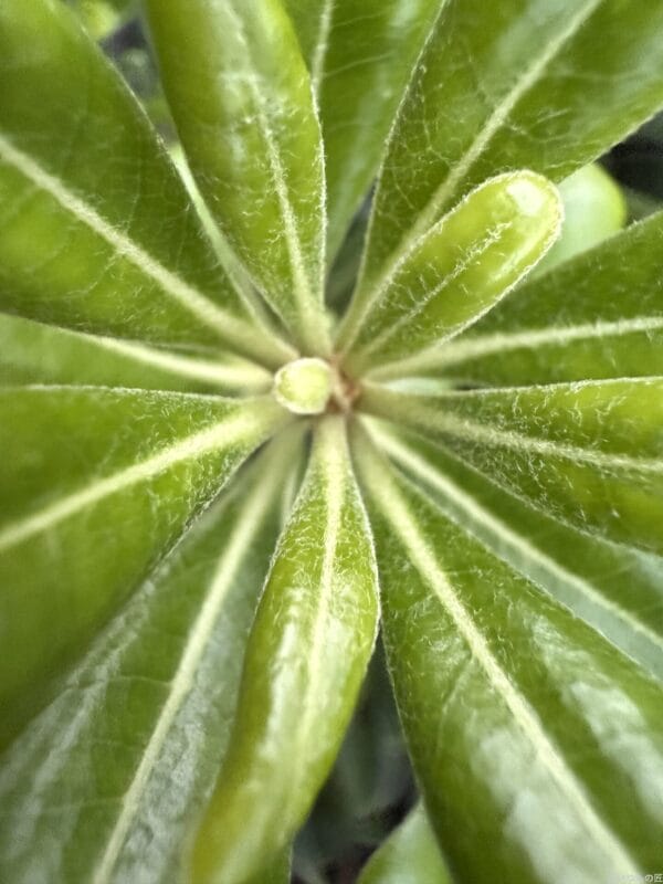 iPhone 16 Pro/16 Pro Max カメラ
iPhone 16 Pro Maxで撮影したマクロ写真