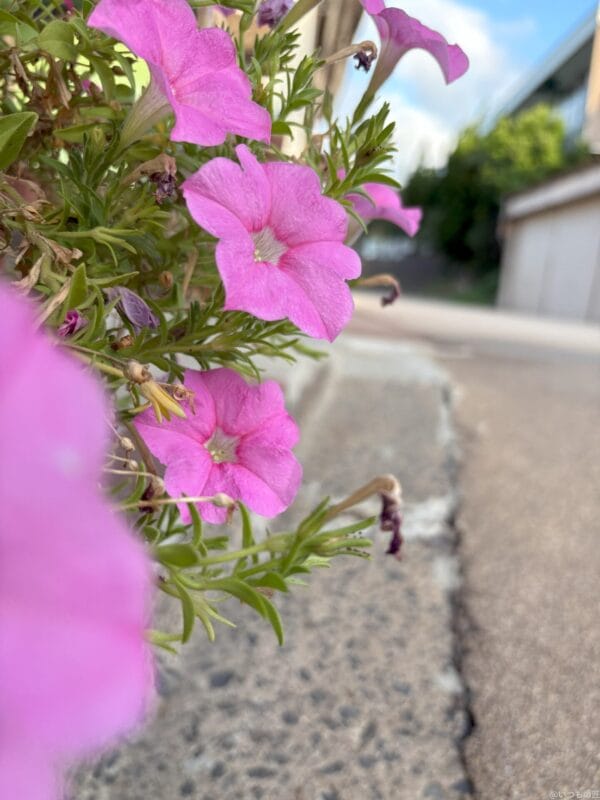 iPhone 16/16 Plus カメラ
iPhone 16で撮影した風景写真