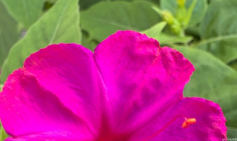 iPhone 16/16 Plus カメラ
iPhone 16でマクロ撮影した写真