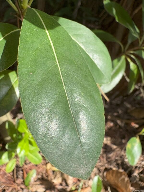 iPhone 16/16 Plus カメラ
iPhone 16でマクロ撮影した写真