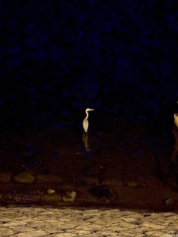 iPhone 16/16 Plus カメラ
iPhone 16の通常モードで撮影した夜景写真