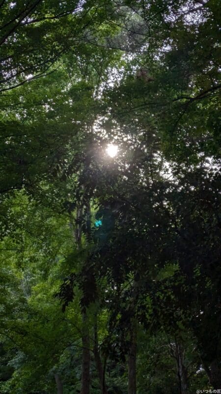 Google Pixel 8a カメラ
Google Pixel 8aで撮影した風景写真