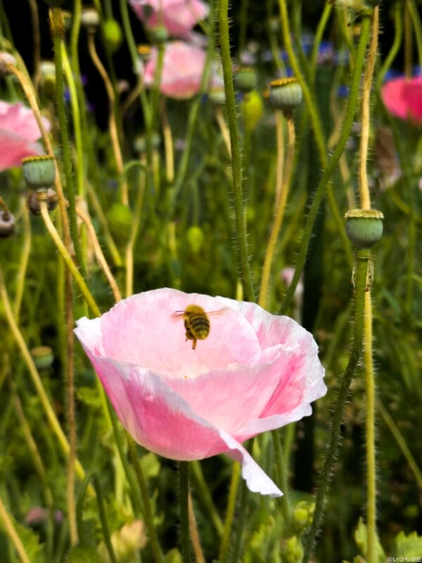 Google Pixel 8a カメラ
Google Pixel 8aで撮影した風景写真