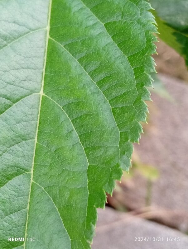 Xiaomi Redmi 14C カメラ
Xiaomi Redmi 14C でマクロ撮影した風景写真