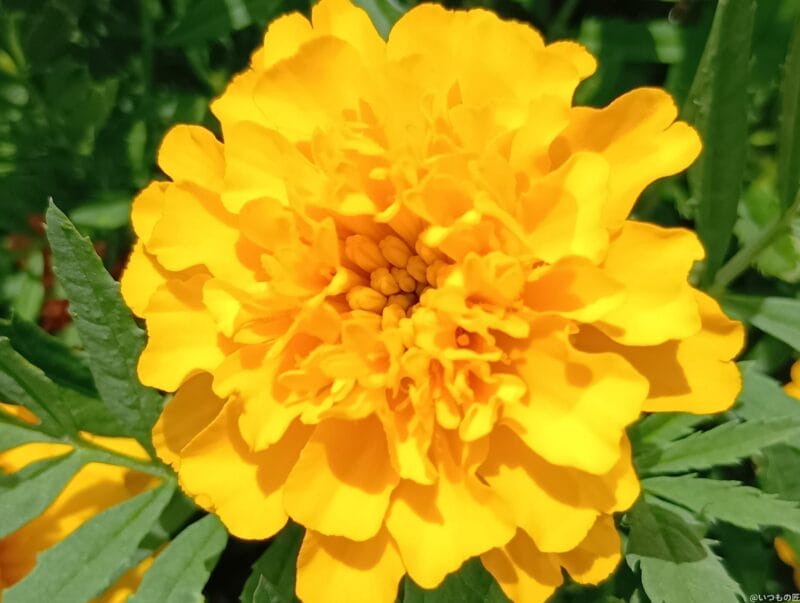 AQUOS wish4 レビュー
AQUOS wish4 カメラで撮影したマクロ写真