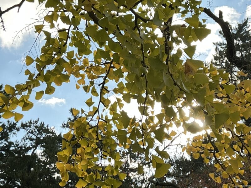 iPad mini 第7世代 カメラ
iPad mini 第7世代 で撮影した風景写真
