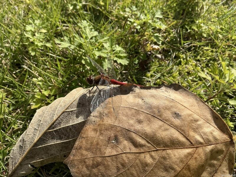 iPad mini 第7世代 カメラ
iPad mini 第7世代 で撮影した風景写真