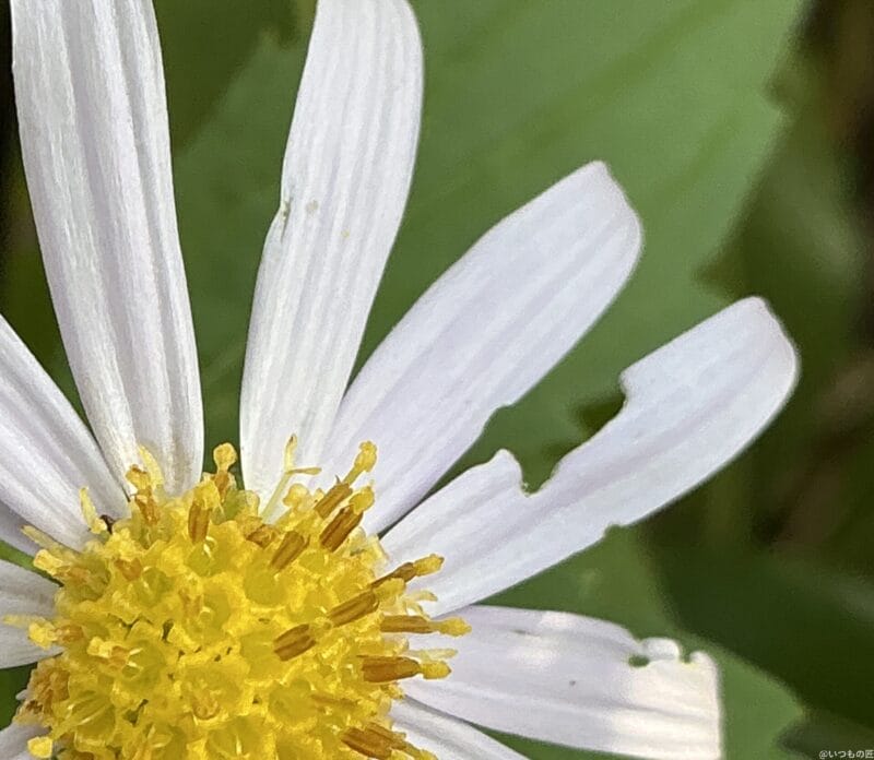 iPad mini 第7世代 カメラ
iPad mini 第7世代 でマクロ撮影した写真