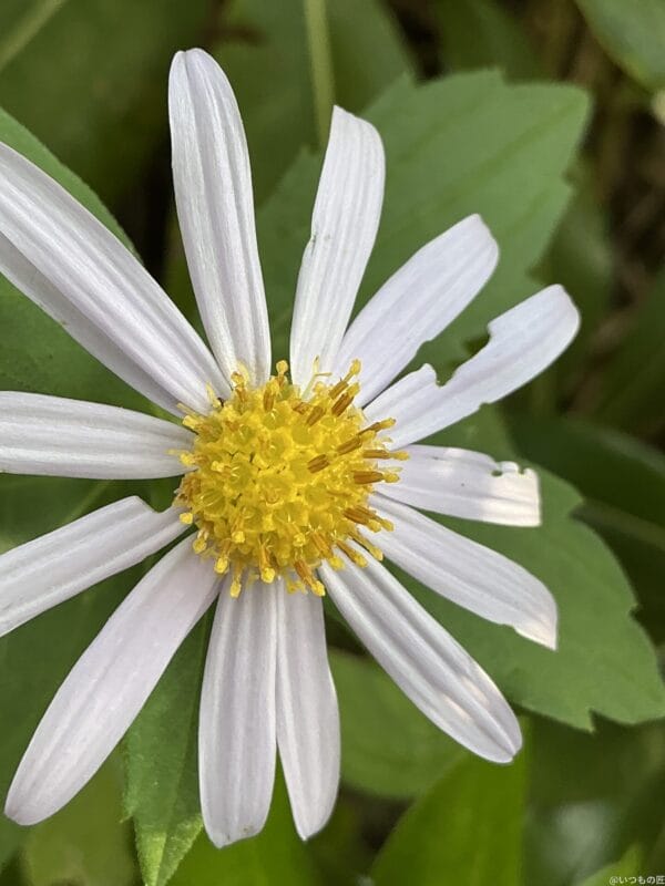 iPad mini 第7世代 カメラ
iPad mini 第7世代 でマクロ撮影した写真