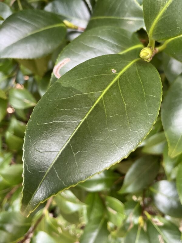 iPad mini 第7世代 カメラ
iPad mini 第7世代 でマクロ撮影した写真