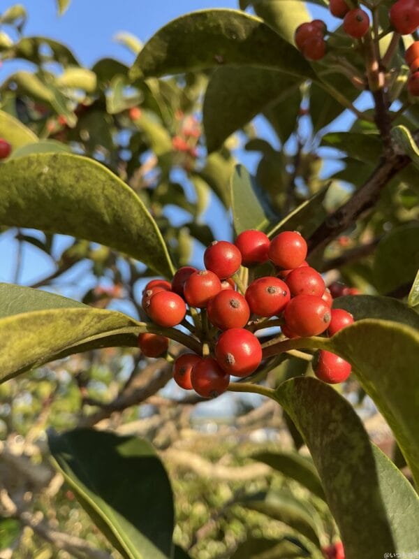 iPad mini 第7世代 カメラ
iPad mini 第7世代 でマクロ撮影した写真