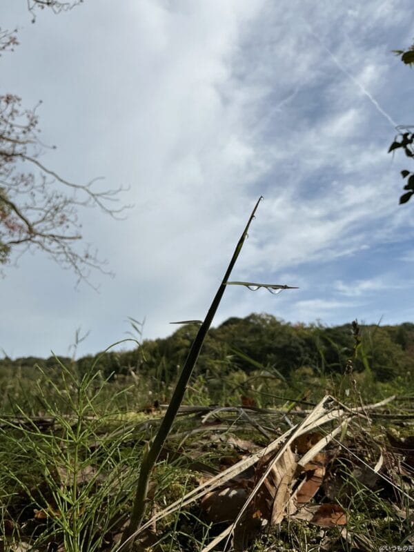 iPad mini 第7世代 カメラ
iPad mini 第7世代 でマクロ撮影した写真