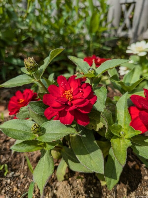 Google Pixel 8a レビュー
Google Pixel 8aで撮影した花の写真