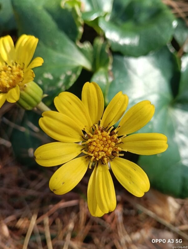 OPPO A3 5G カメラ
OPPO A3 5G カメラでマクロ撮影した写真