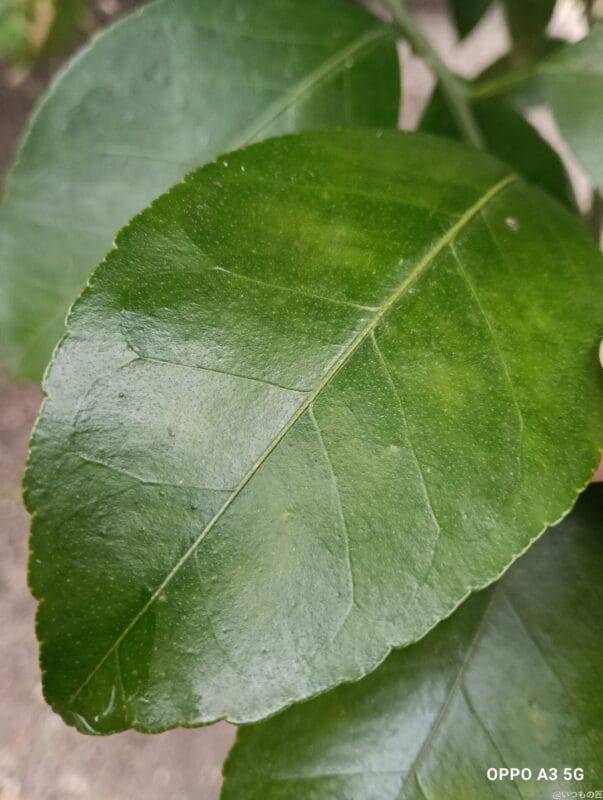 OPPO A3 5G カメラ
OPPO A3 5G カメラでマクロ撮影した写真