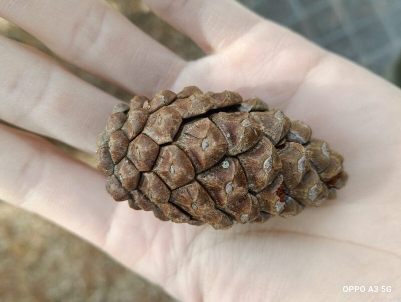 OPPO A3 5G カメラ
OPPO A3 5G カメラでマクロ撮影した写真