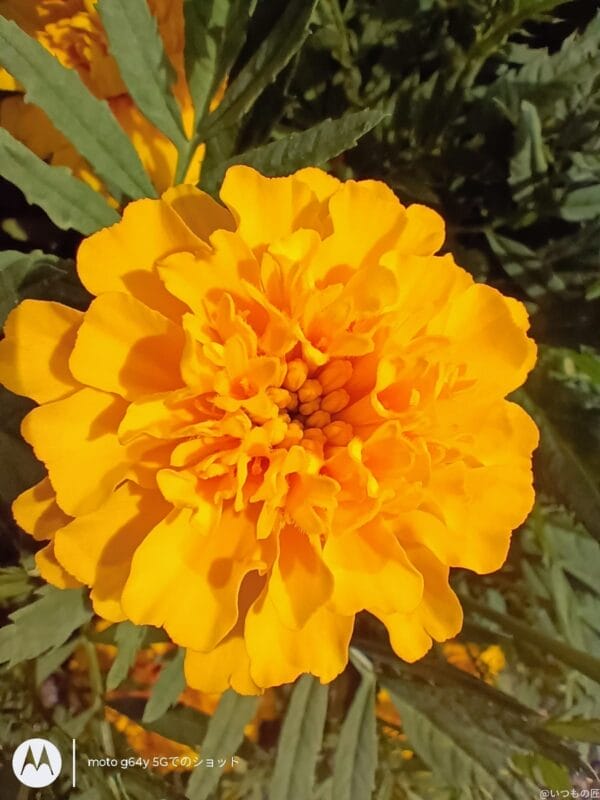 moto g64 5G カメラ
moto g64 5G カメラでマクロ撮影した写真
