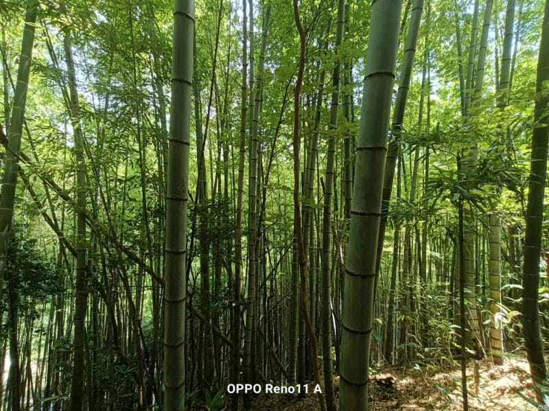 OPPO A3 5G カメラ
OPPO Reno11 A カメラで撮影した風景写真