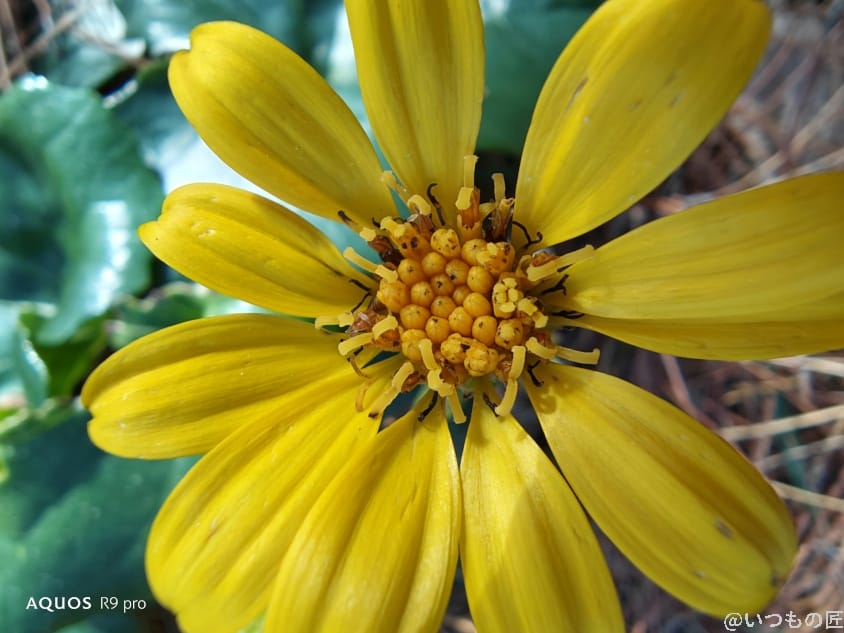 AQUOS R9 pro カメラ
AQUOS R9 proでマクロ撮影した写真