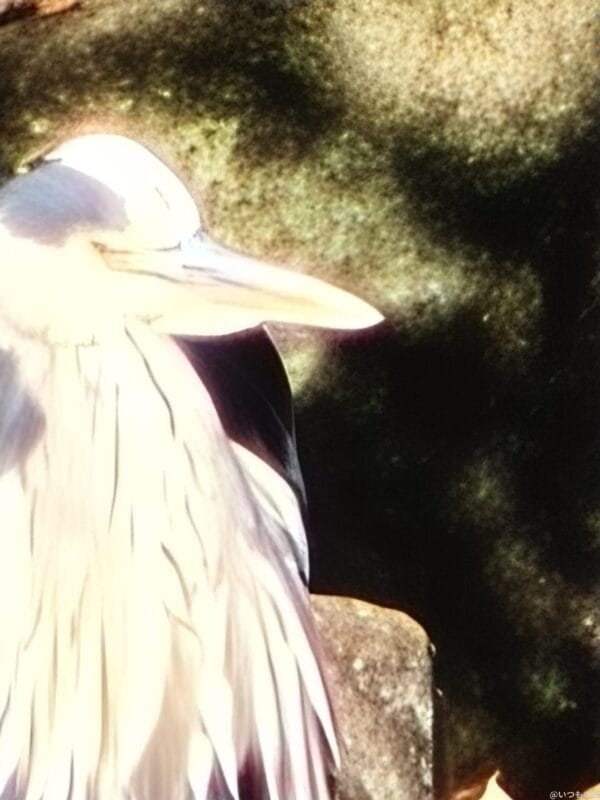 OPPO Find X8 カメラ
OPPO Find X8でズーム撮影した写真