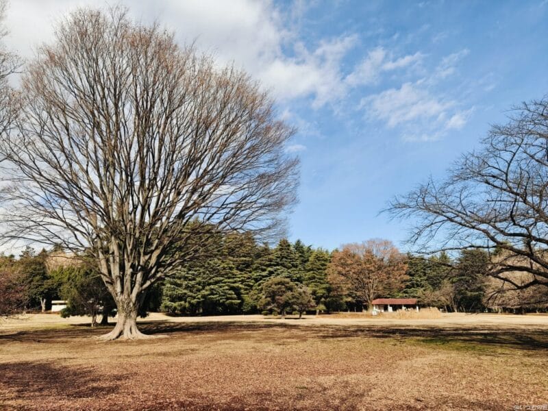 OPPO Find 8X カメラ OPPO Find 8Xで写真撮影したポートレート写真