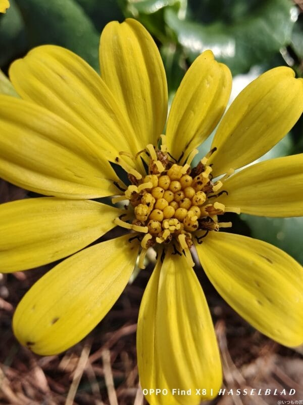OPPO Find X8 カメラ
OPPO Find X8でマクロ撮影した風景写真