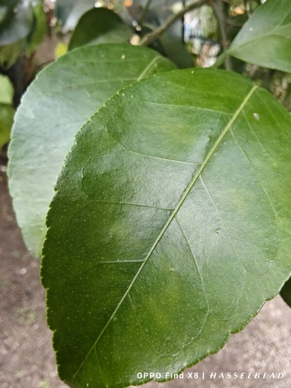 OPPO Find X8 カメラ
OPPO Find X8でマクロ撮影した風景写真