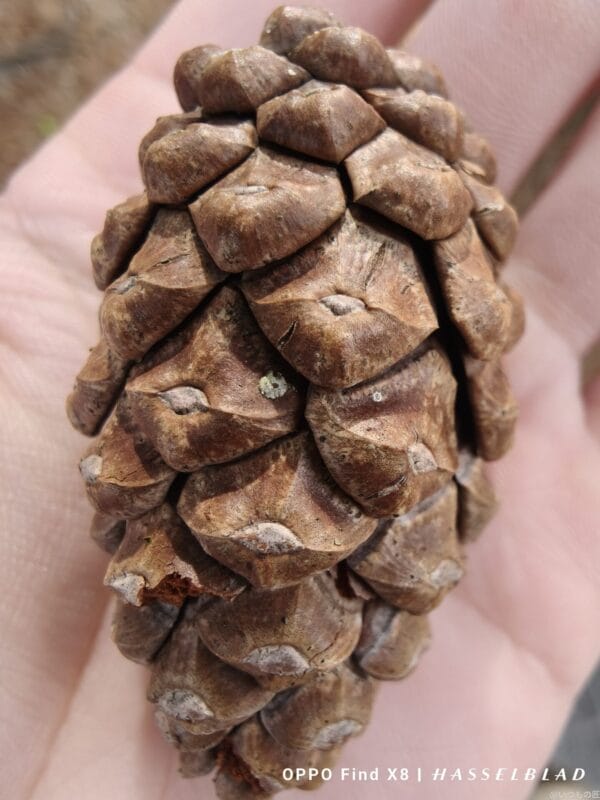 OPPO Find X8 カメラ
OPPO Find X8でマクロ撮影した風景写真