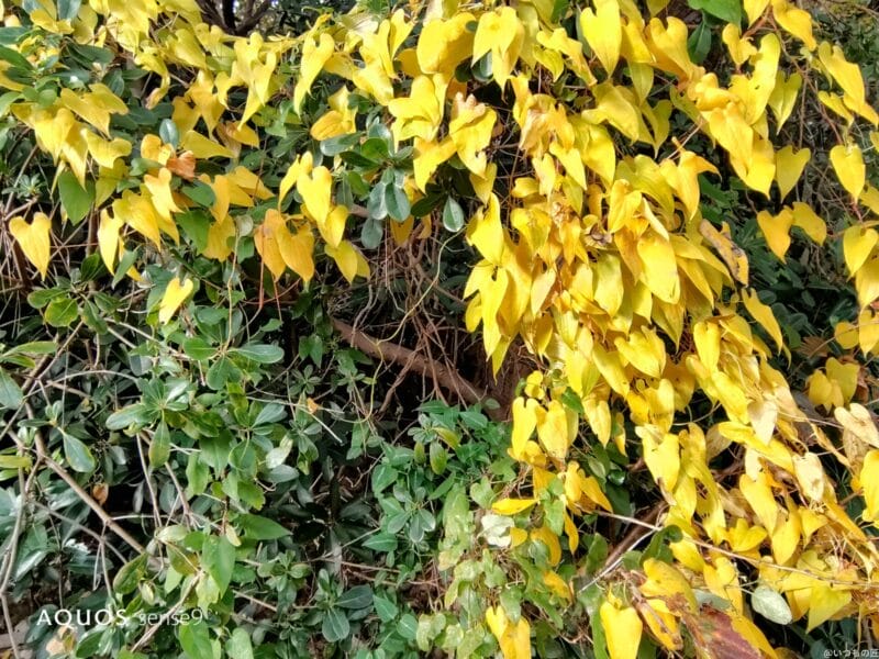 AQUOS sense9 評判 
AQUOS sense9 風景写真 作例１