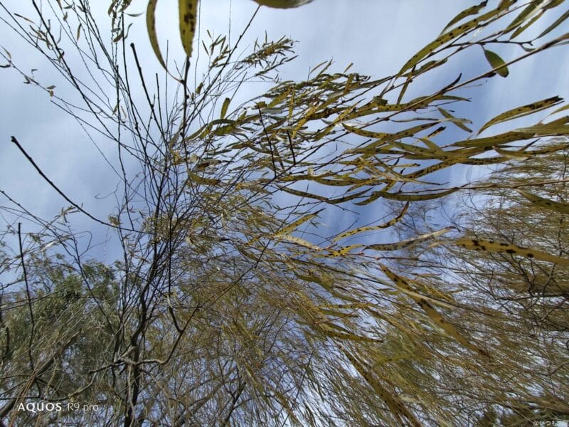 OPPO Find X8 カメラ
AQUOS R9 proで撮影した風景写真