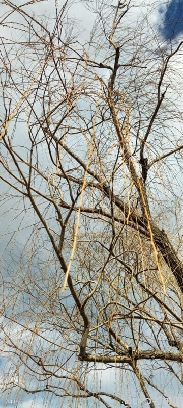 nubia S 5G カメラ
nubia S 5G で撮影した風景写真