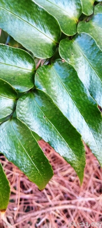 nubia S 5G カメラ
nubia S 5G で撮影したマクロ写真