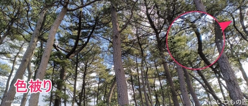 nubia Flip 2 カメラ
nubia Flip 2 で撮影した風景写真