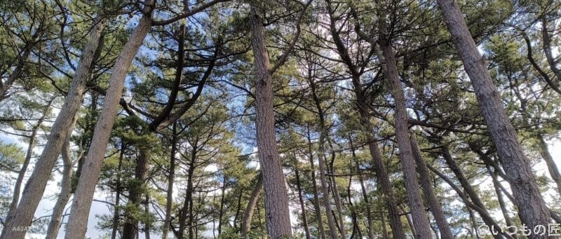 nubia Flip 2 カメラ
nubia Flip 2 カメラで撮影した風景写真