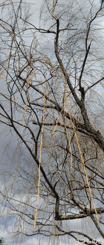 nubia Flip 2 カメラ
nubia Flip 2 カメラで撮影した風景写真