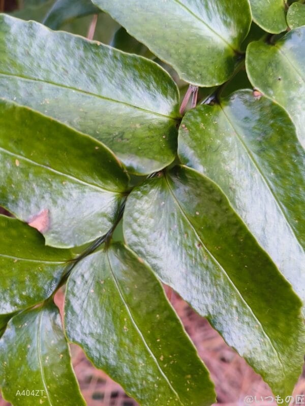 nubia Flip 2 カメラ
nubia Flip 2 カメラでマクロ撮影した写真